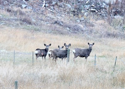 18841barriereTwodoes-Fawns-Jillpic