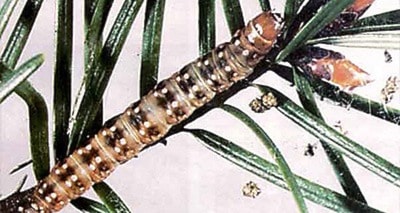 23465barriereWestern-spruce-budworm-larvae-620x330