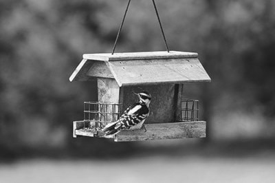 25902barriereWoodpeckeronfeeder