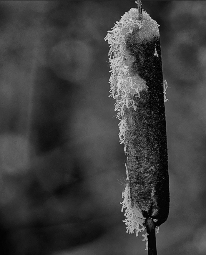 26542barriereEnmanFrostyCattail