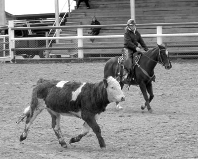 28060barriereCattlesorting-penningB-W