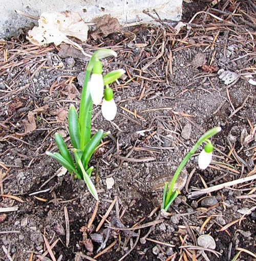 30156barriereSnowdrops