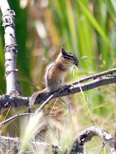 3086barriereChipmunk-JillHphoto