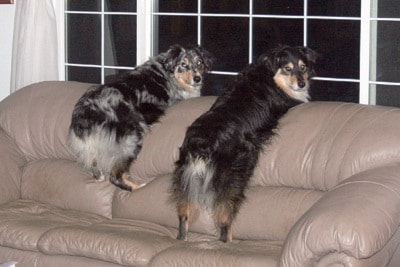 31131barriereDogsonCouch4x6300dpi