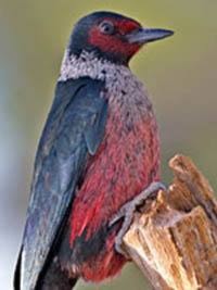 32821barriereLewis_Woodpecker_wickipedi