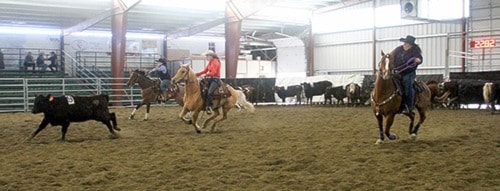 35703barriereCattlepenningApr2017outoftheherd