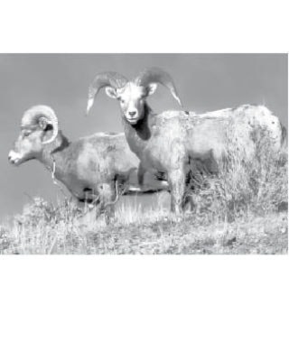 39762NewS.4.20110121164535.EnmanBighornSheep_20110124