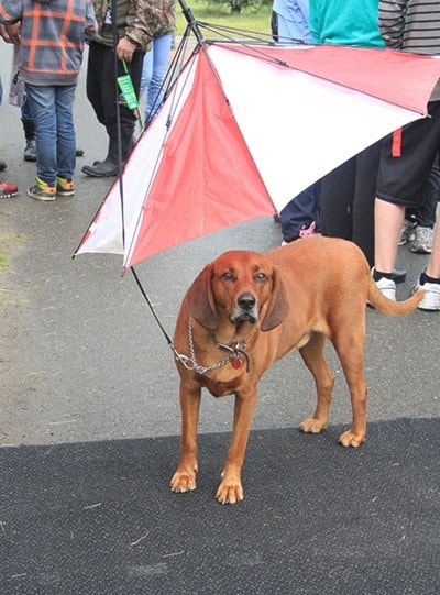 42288barriereFishDerbydogwithumbrella