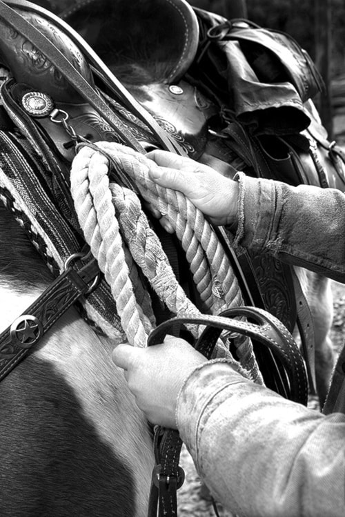 49546barriereHorseTackingup