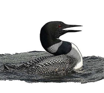 53637barrierecommon-loon