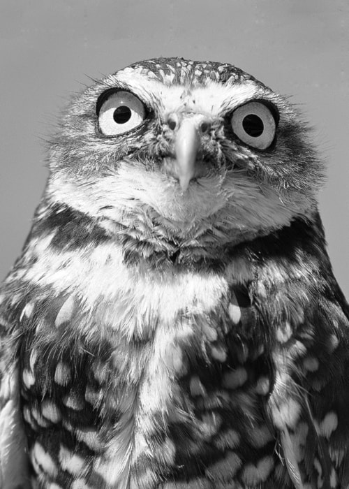 54300barriereBurrowingOwl5x7IMG_6036B-W