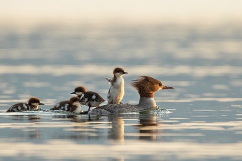 56829barriereSPCADUCKPICColinFranks_CommonMergansers-resize