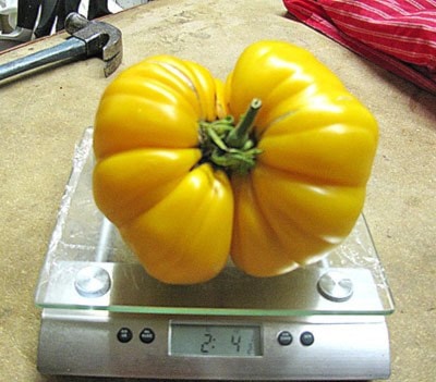 59069barriereBrendaCastle2lb4oztomato