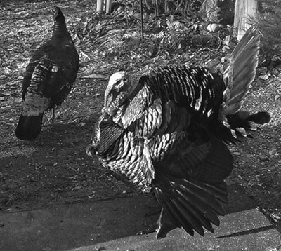 62664barriereTomTurkeyB-W