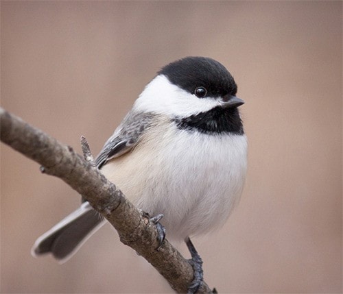 Blackcapped Chickadee