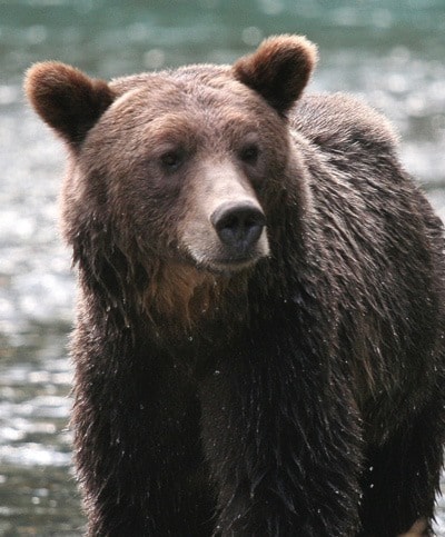67121barriereGrizzlyBear-JillHaywardpic