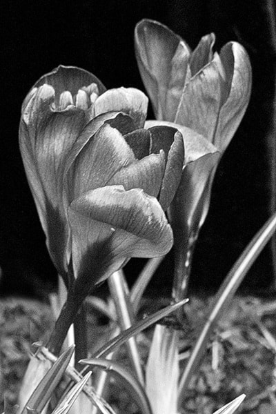 72667barriereEnmanCrocus4bw