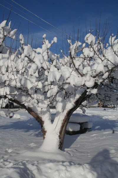 78374barriereSnowyAppletree