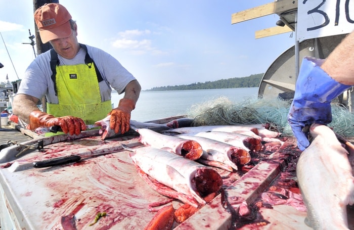Fisher Dave Secord cleans Sockeye salmon.
EVAN SEAL PHOTO