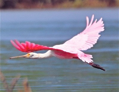 82914barriereRoseateSpoonbill