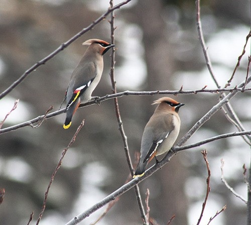 85437barriereCedarWaxwingpairFeb2017