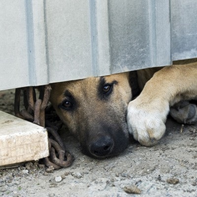 Chained up a dog.