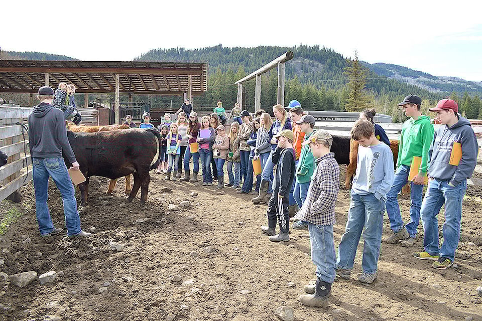 web1_4H-judging-cattle
