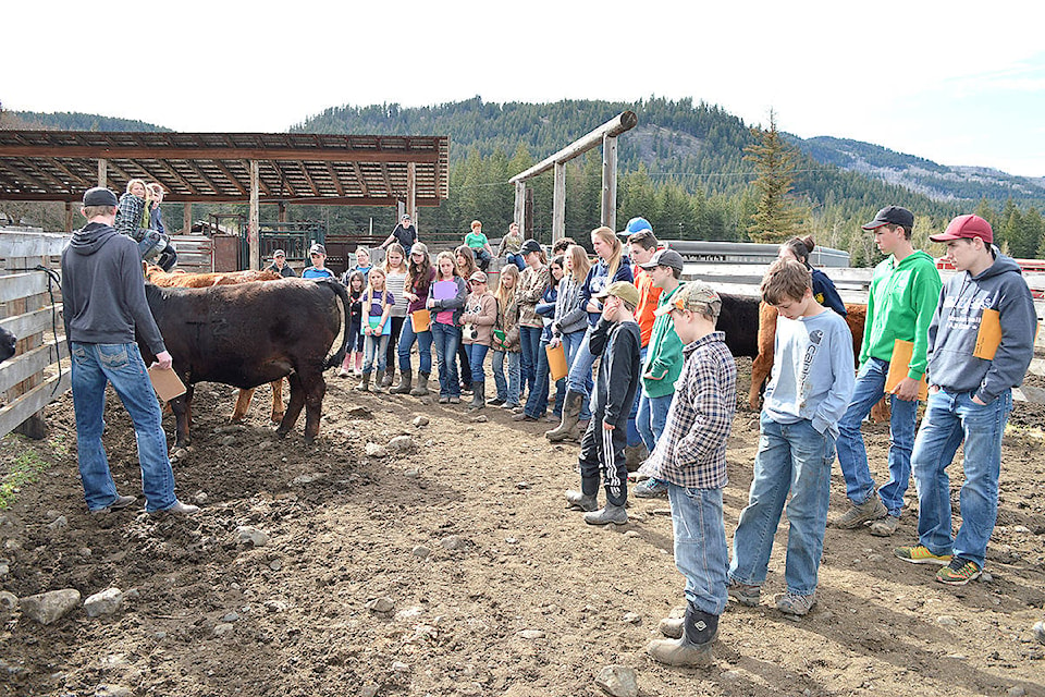 web1_4H-judging-cattle