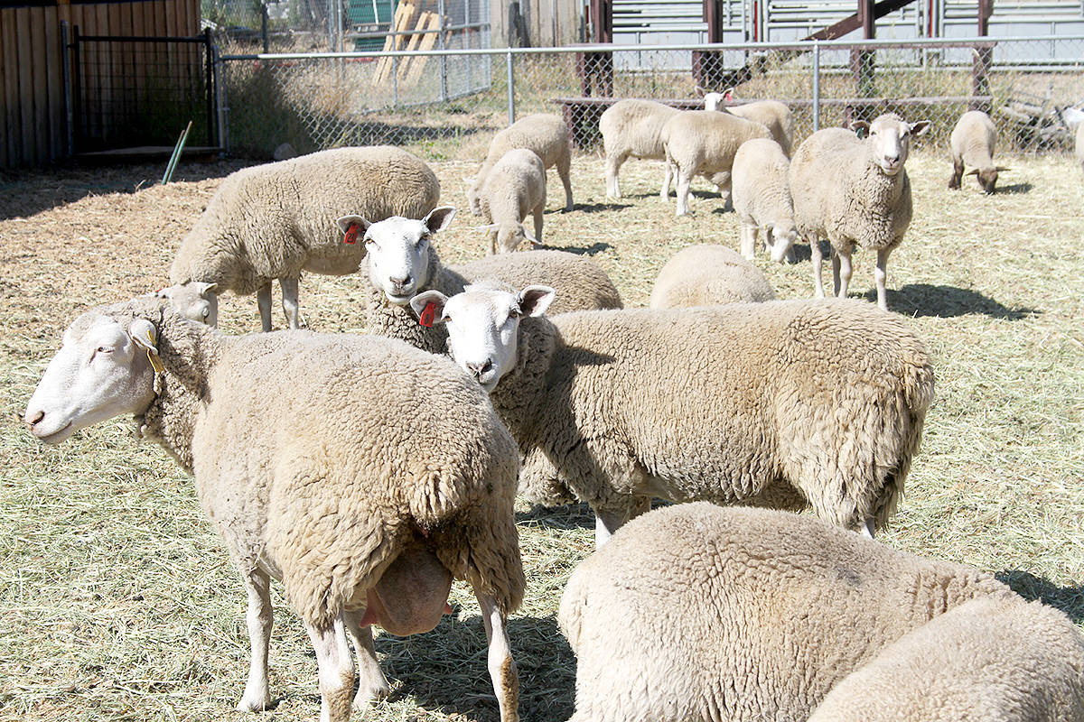 7787065_web1_Sheep-at-fairgrounds