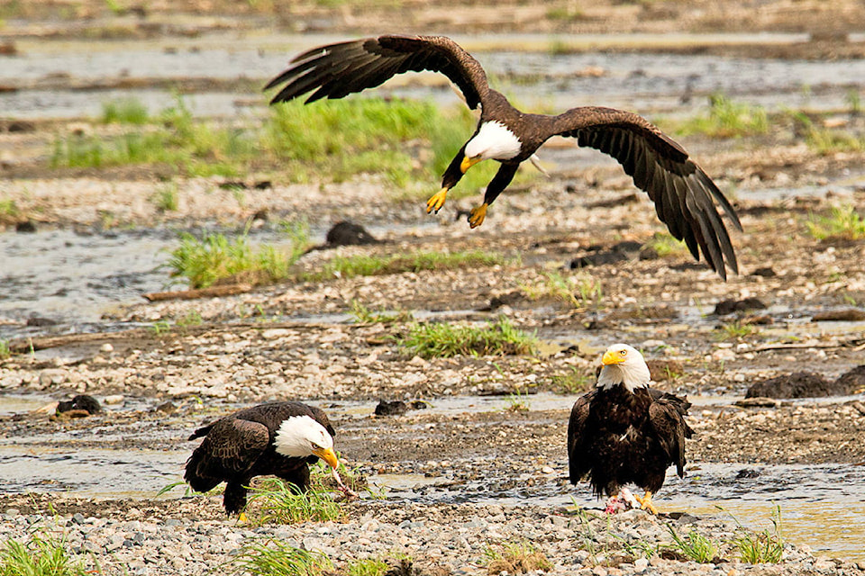 web1_Enman-Three-Eagles