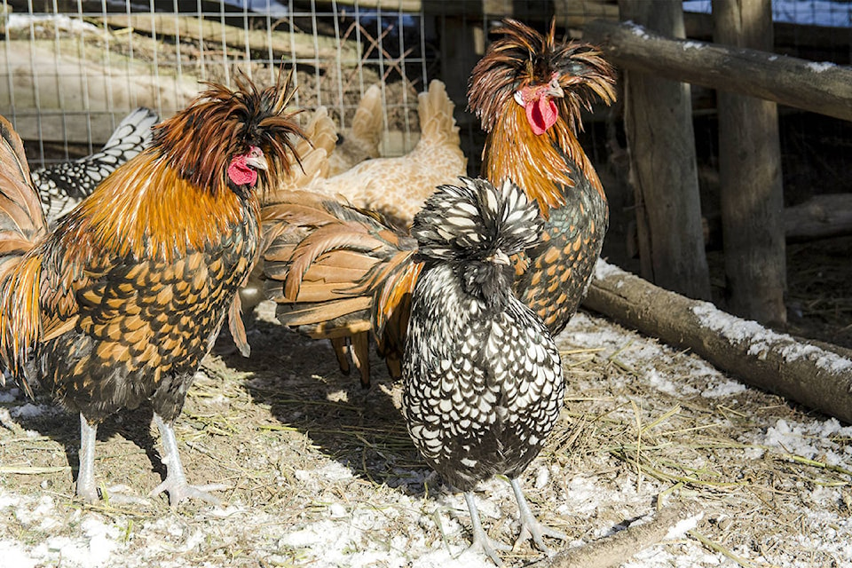 8144077_web1_Rooster2-Golden-Laced-Crested-Polish