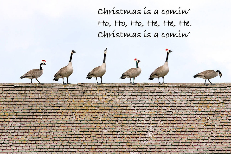 9837644_web1_EnmanXmas-geese-2