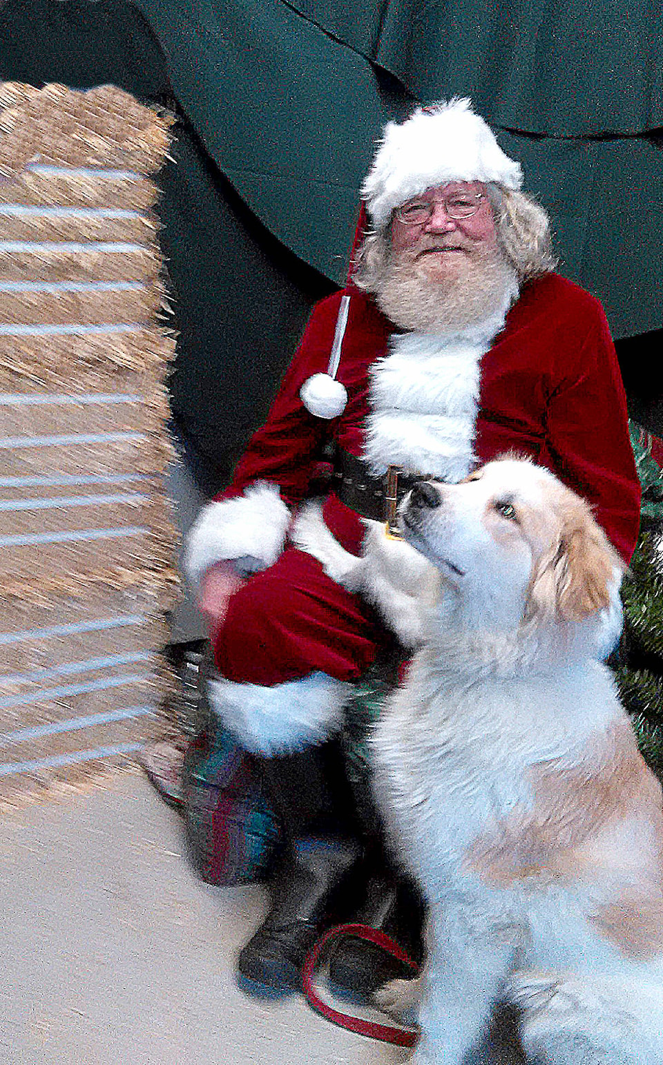 9910918_web1_Santa--Janes-Dog-BEst