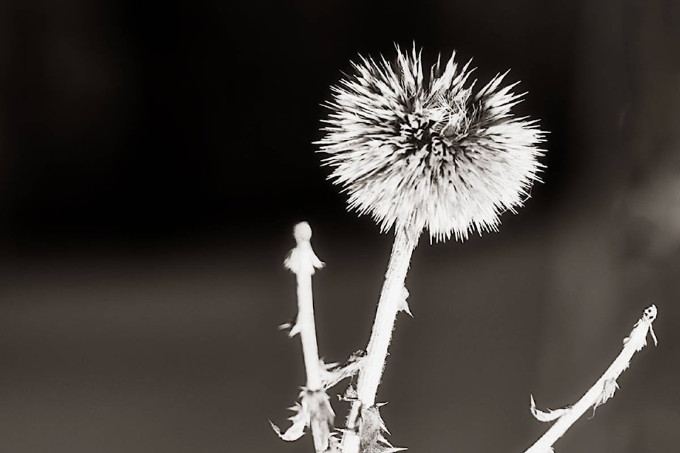 11085523_web1_180322-NTS-EnmanWinterBloomCrop
