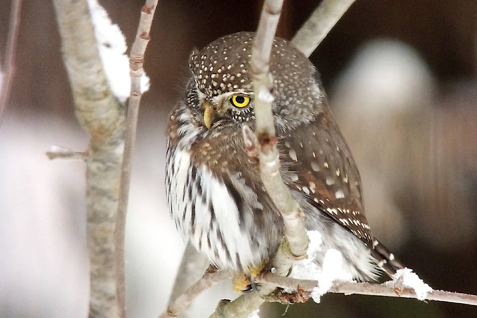 11085615_web1_180322-NTS-Northern-Pygmy-Owl_4519