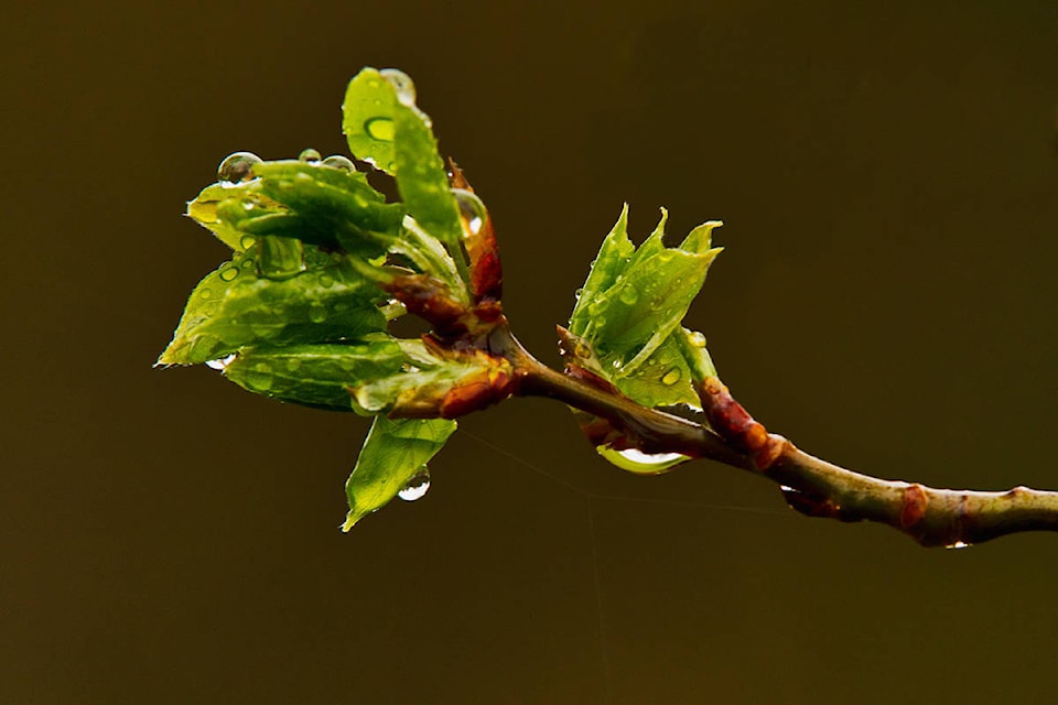 11785389_web1_Enman-Rainy-day-1