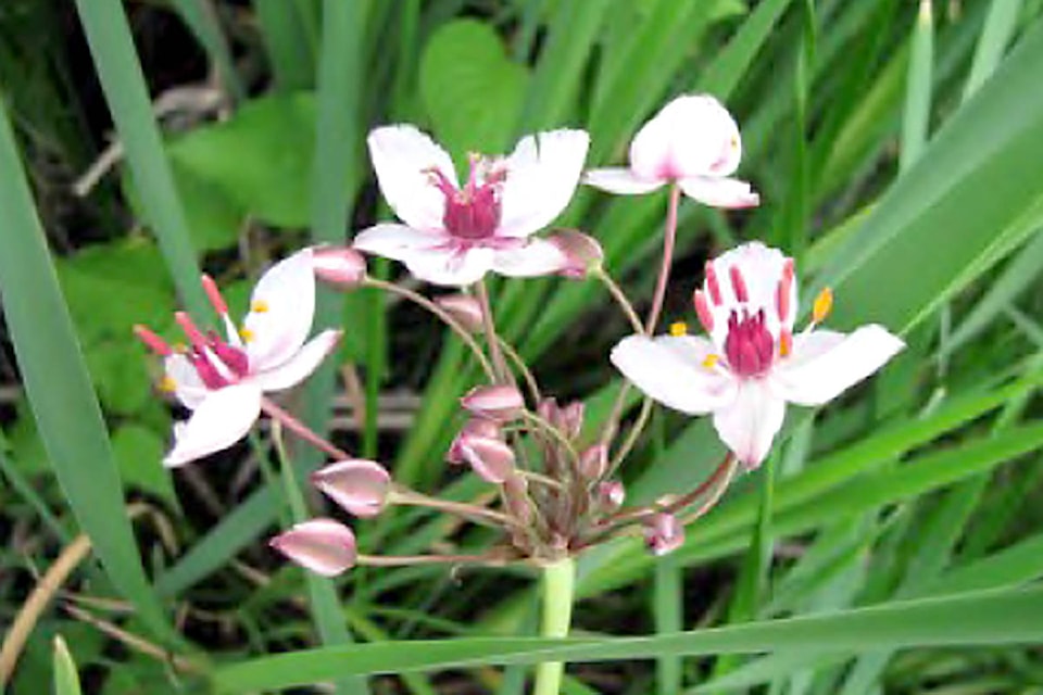 12556069_web1_Flowering-Rush