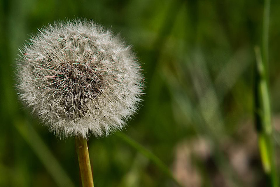 12732919_web1_Enman-Garden-2