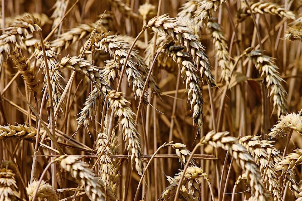 13168692_web1_180816-BPD-WHEAT