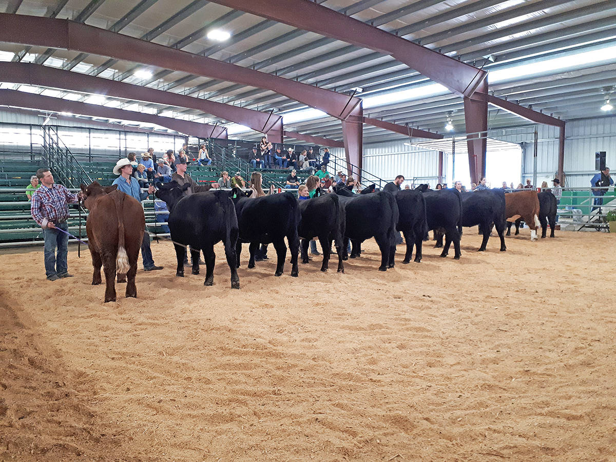 13450915_web1_Cattle-Show
