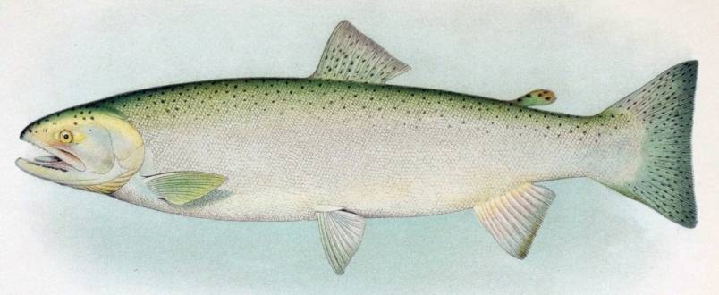 13459168_web1_steelhead