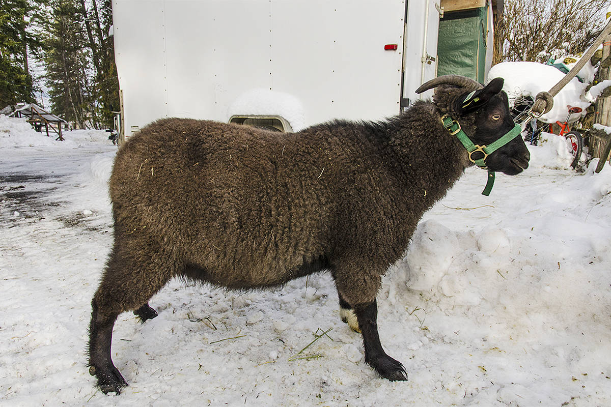 13553442_web1_180920-NTS-AGEXPOcashmere2