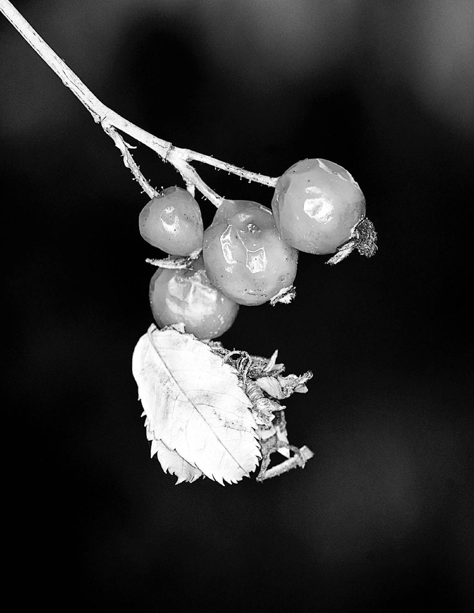 14617705_web1_Enman-Garden-2