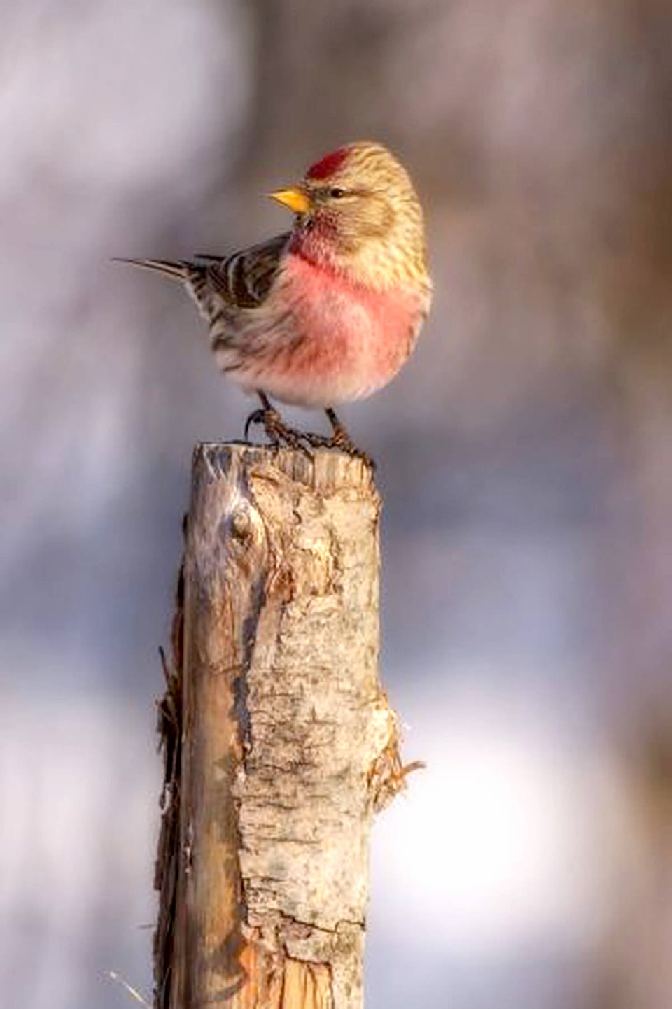 15321859_web1_Common_Redpoll_50803_Kathleen_Payne_MN2018-333x500