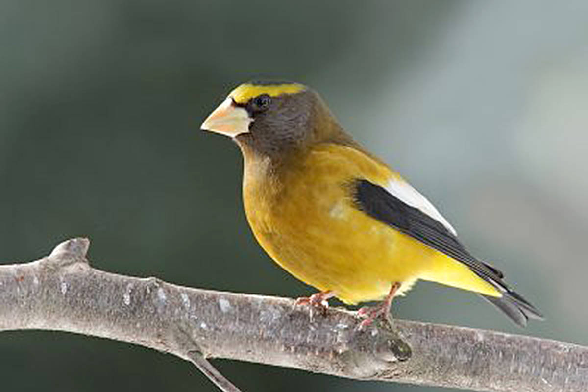 15321859_web1_Evening_Grosbeak_Ted_Schroeder_OR09-11.43.17-AM-400x300
