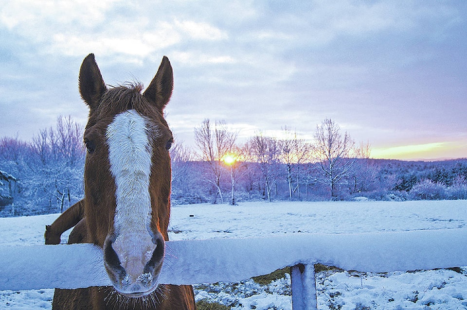 15606641_web1_Winter-Horse-MetroCreativeGraphicRGB