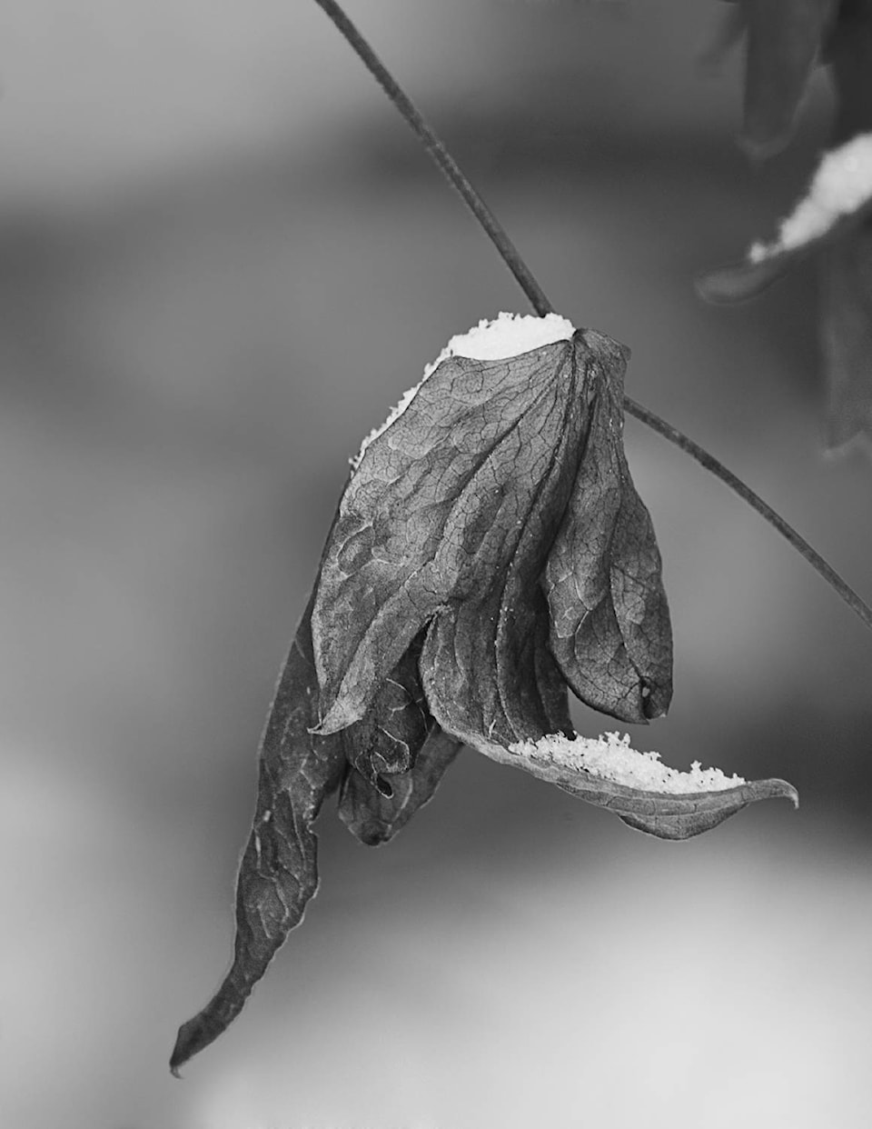 15688626_web1_Enman-Winter-leaf