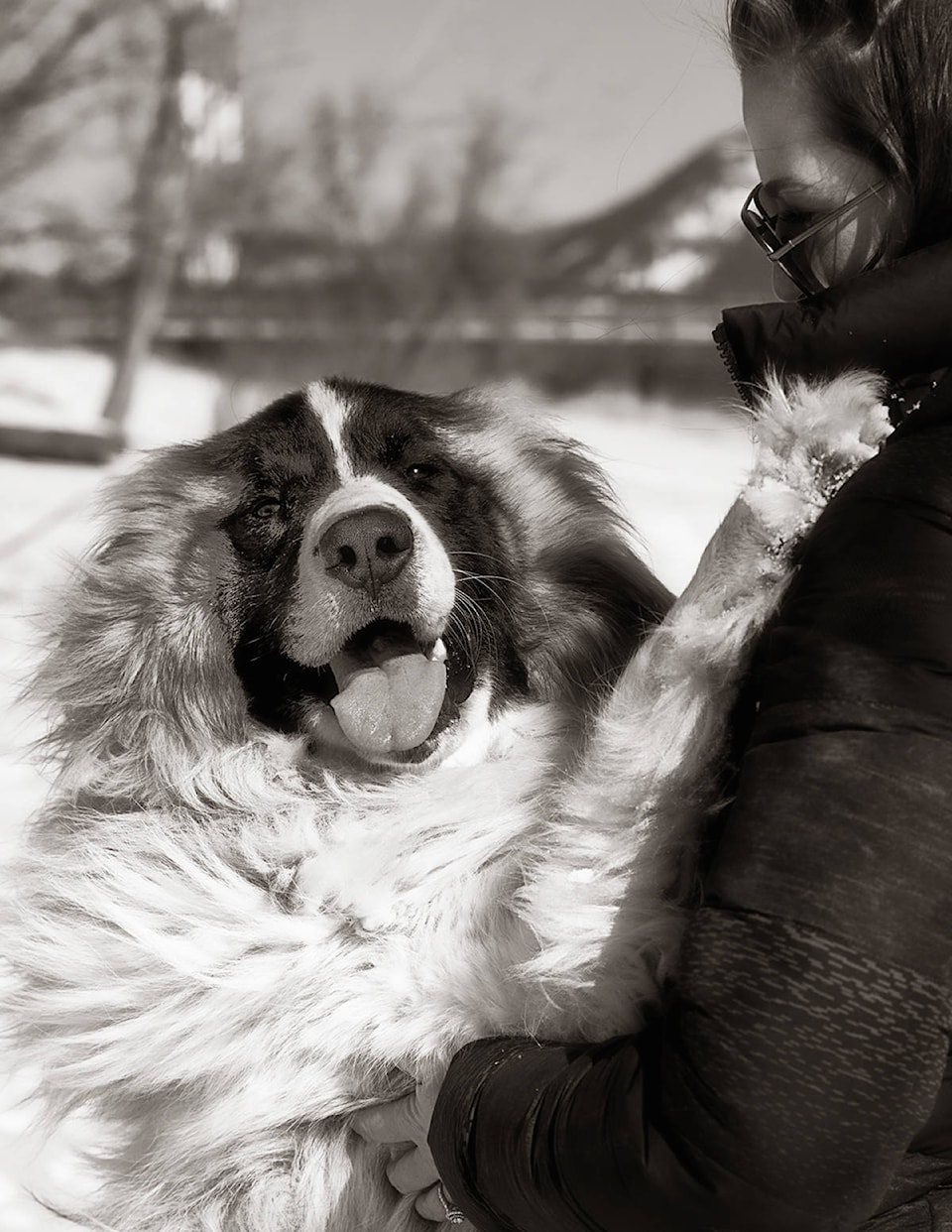 15884477_web1_Enman-Happy-dog-4