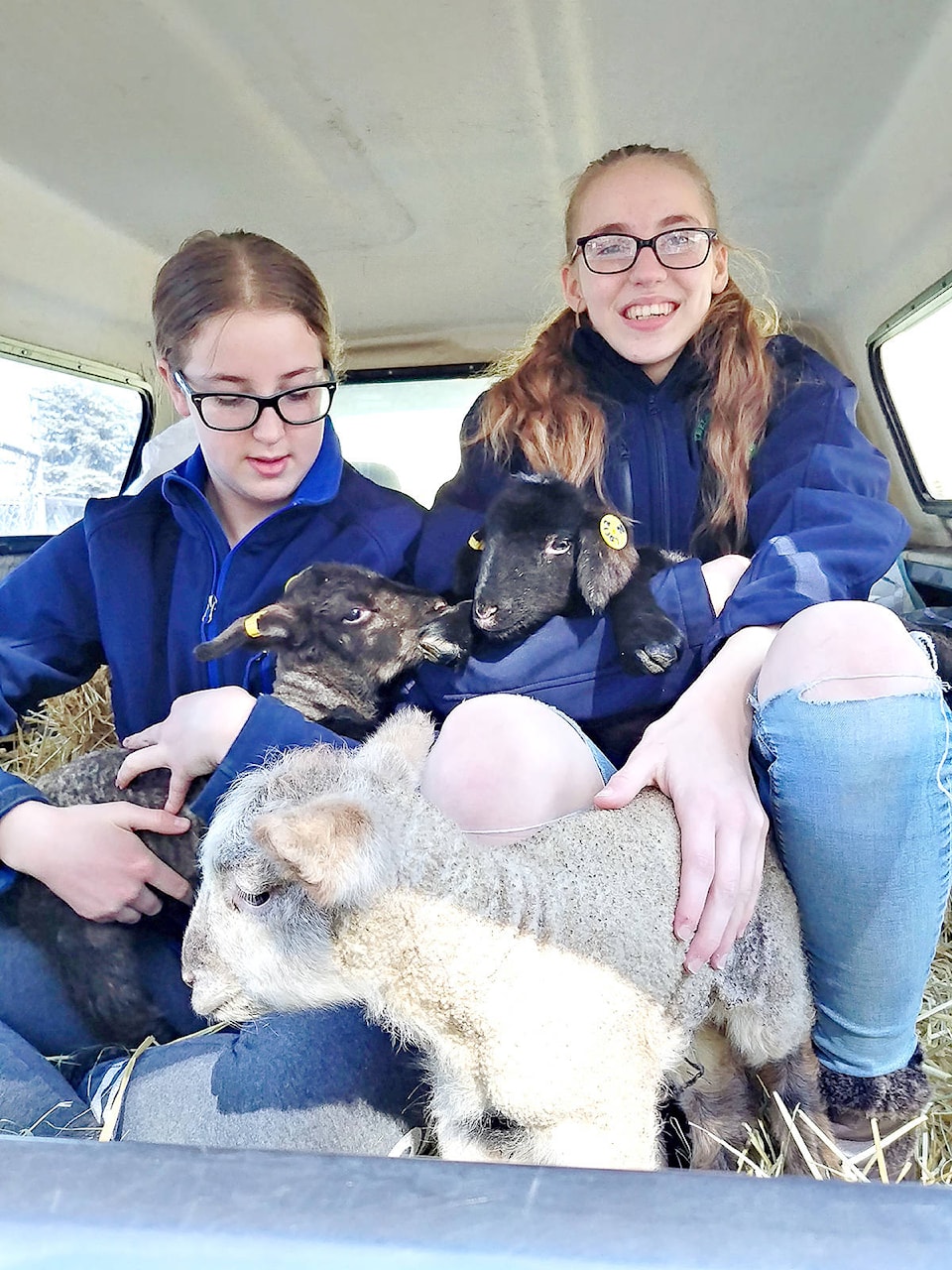 16054714_web1_4H-Lambs-at-Country-Feeds