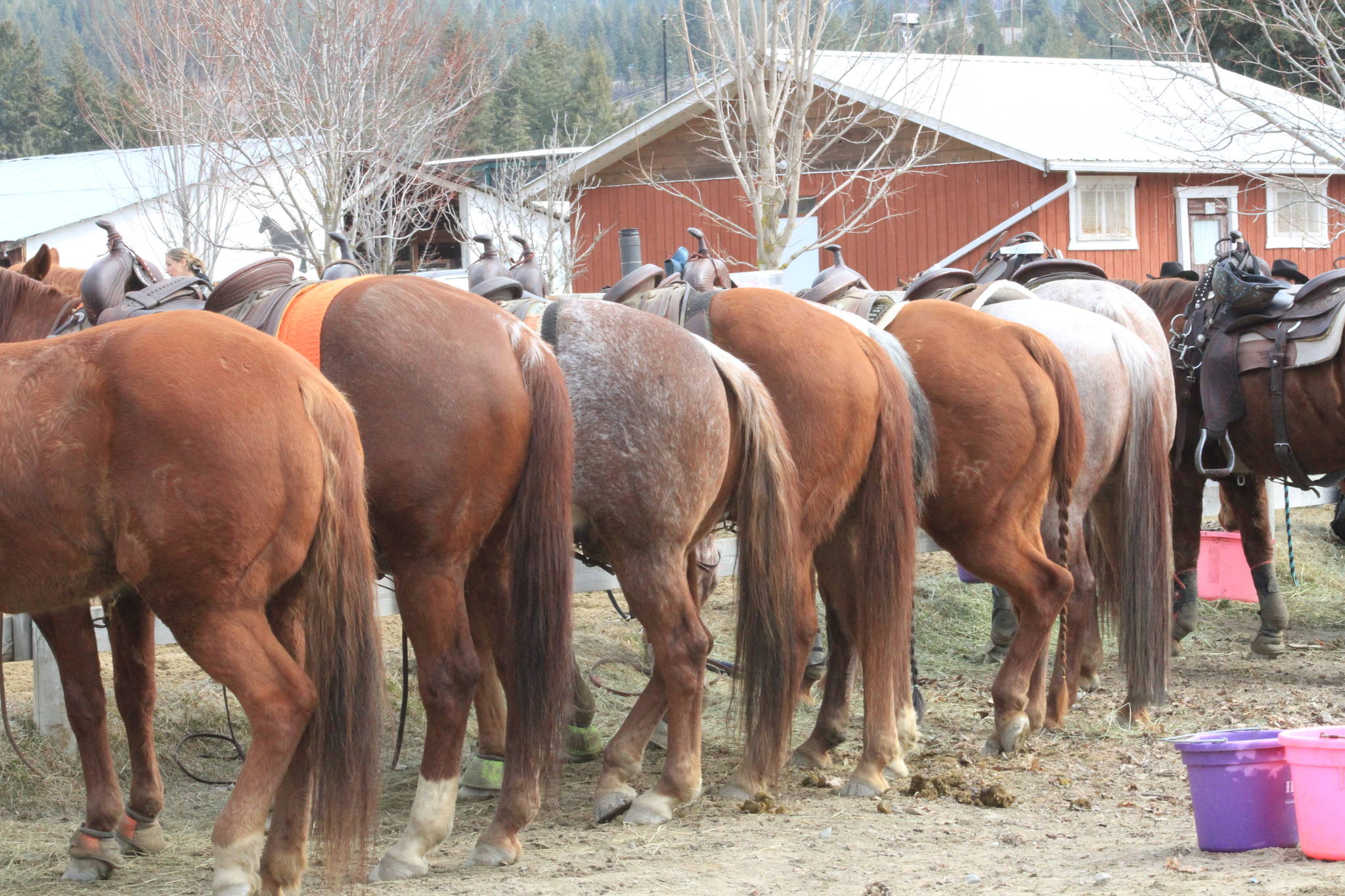 16128731_web1_Cattle-Penning-hitching-rail